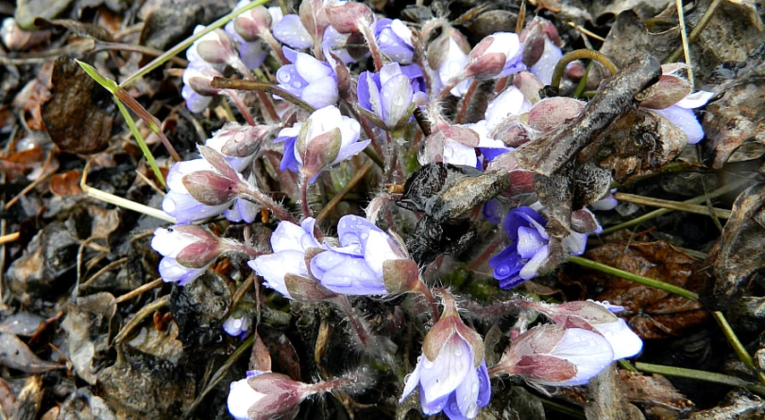 печеночница описание