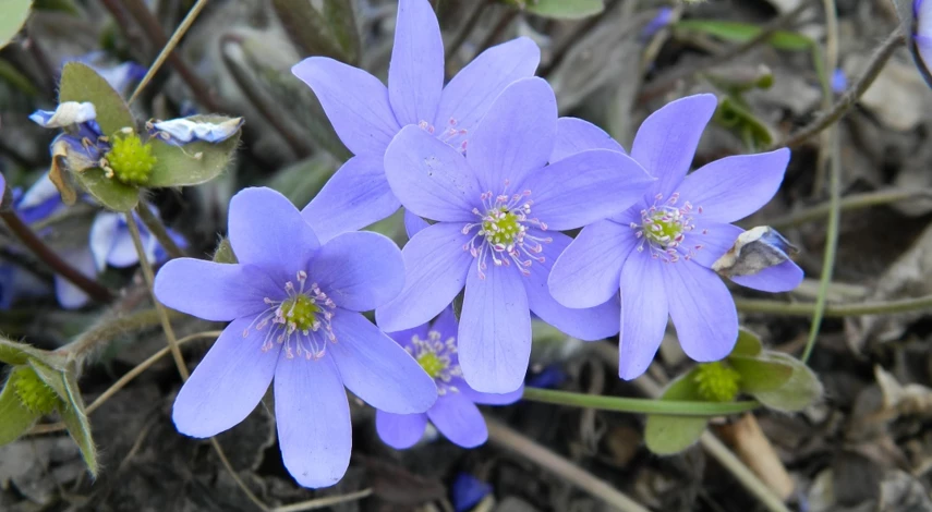 печеночница растение