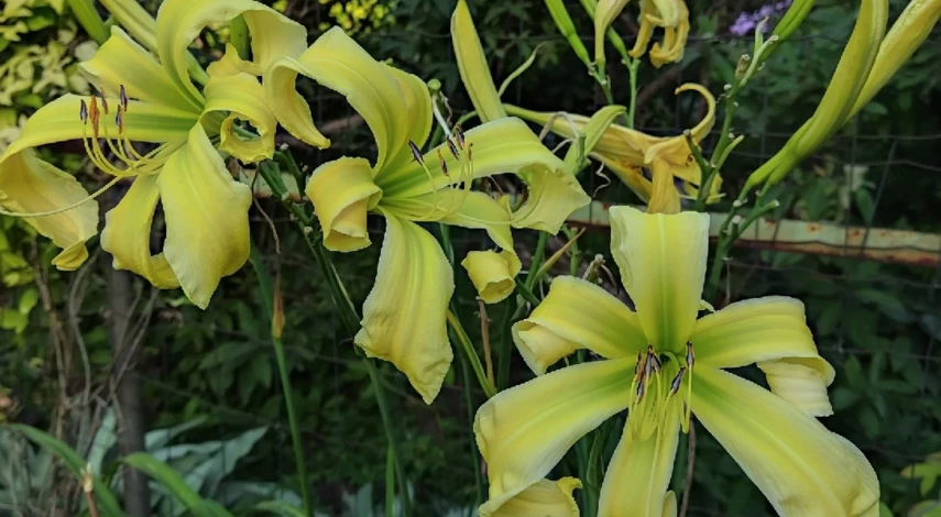 лилейник сорта