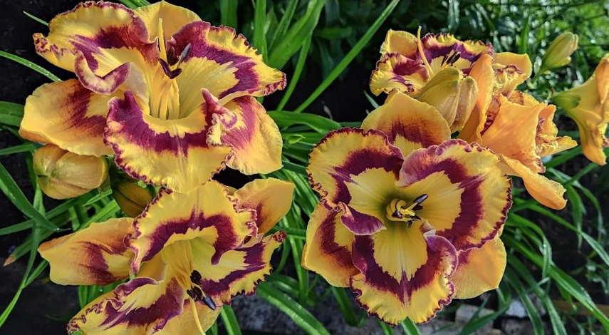 лилейник цветение