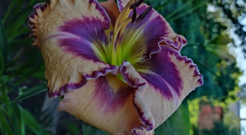 лилейник сорта с фото