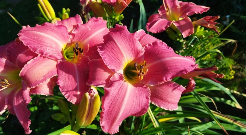 лилейник названия сортов