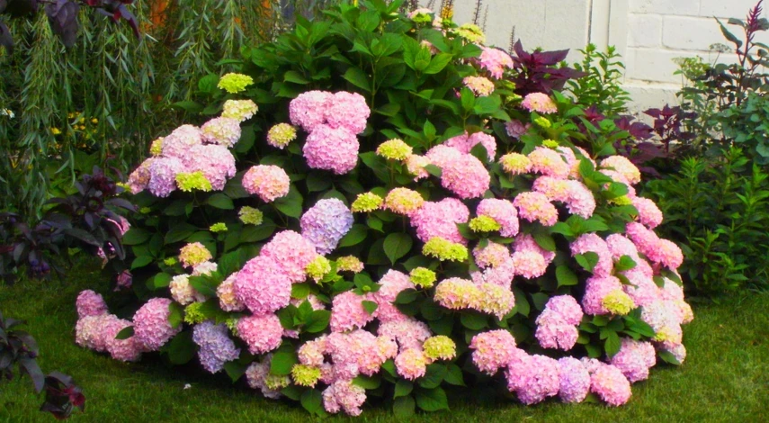 гортензия крупнолистная розовая посадка