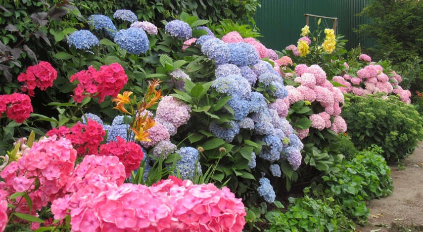 гортензия крупнолистная как укрыть на зиму