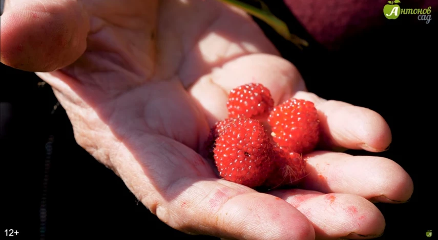тибетская малина описание