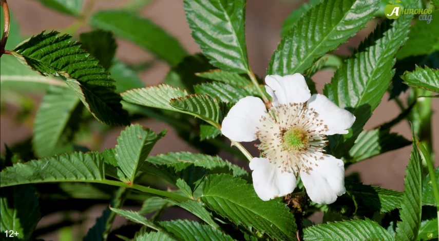 тибетская малина выращивание