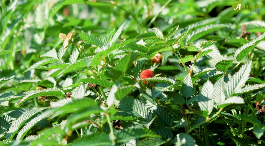 тибетская малина ягоды