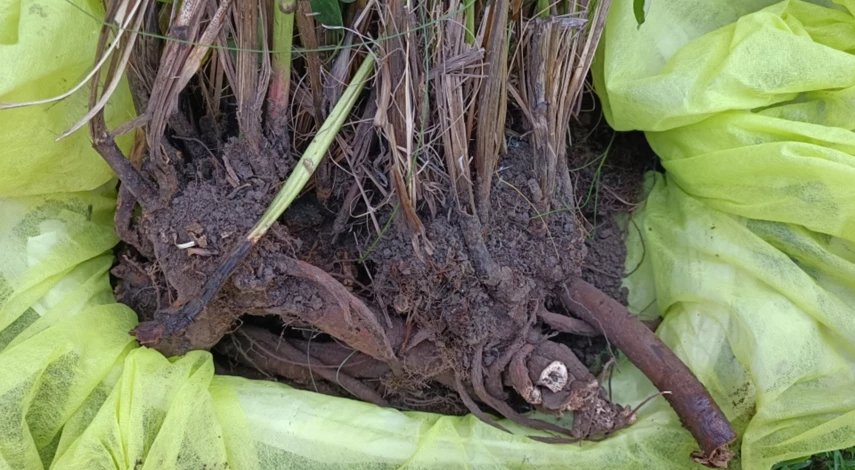 Подготовка пиона к пересадке