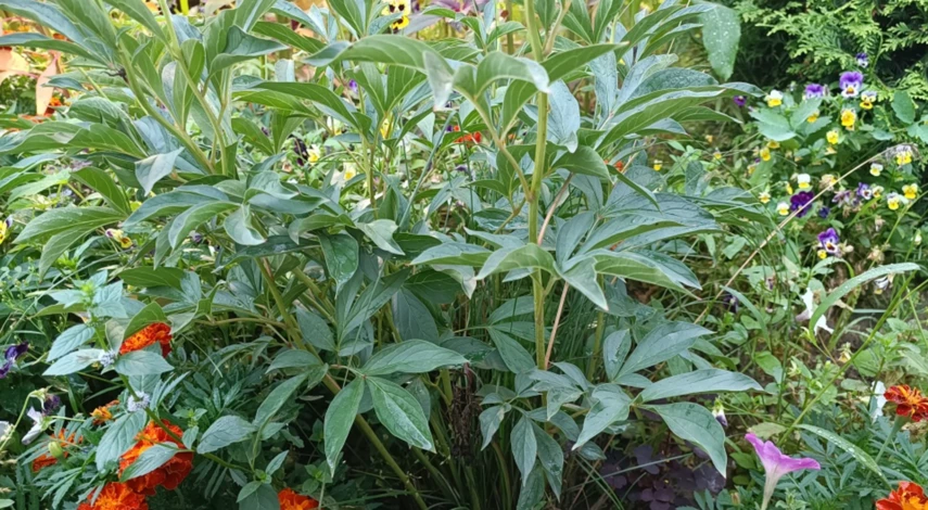 Зачем пересаживать пион