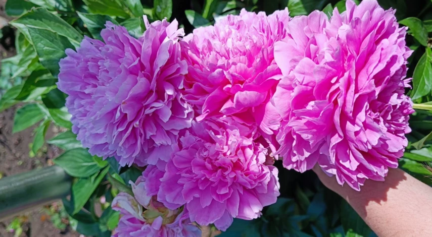 Место для пересадки пионов