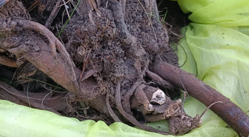 Сроки пересадки пионов