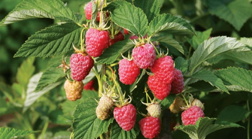 сорт малины терентий