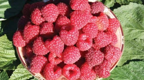 сорт малины пингвин