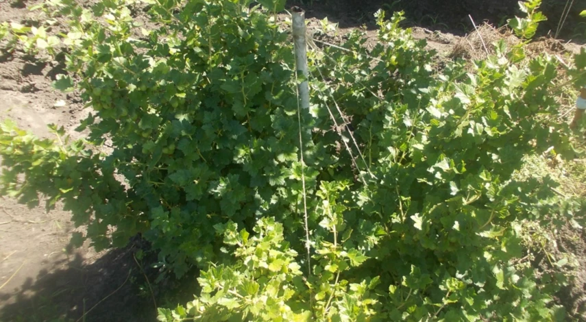 Сроки пересадки крыжовника