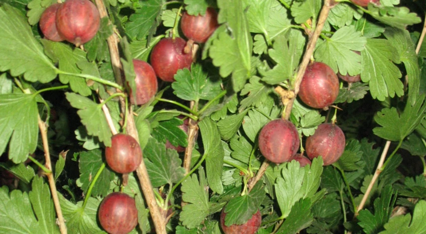 Когда пересаживать крыжовник