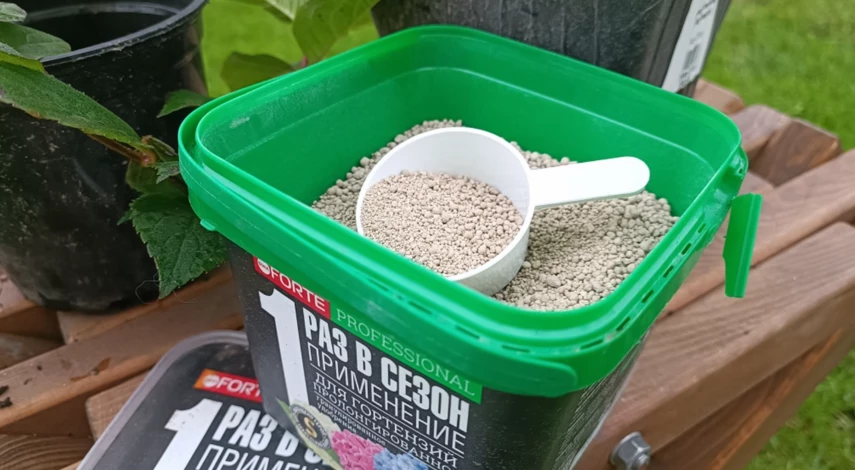 Удобрения при пересадке гортензии