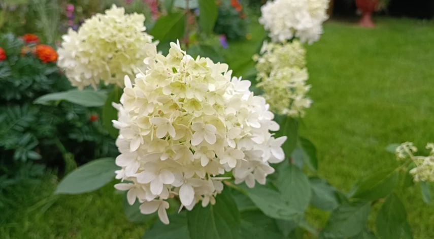 Время пересадки гортензий