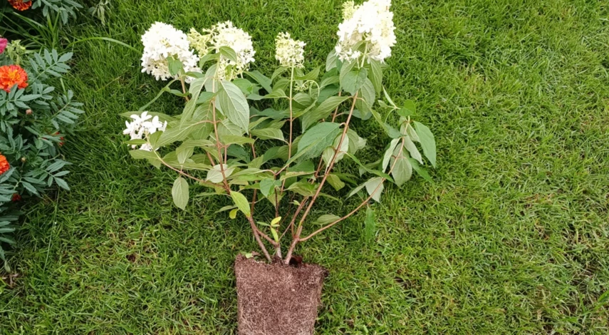 Когда пересаживать гортензии