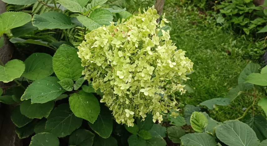 дни пересадки гортензий