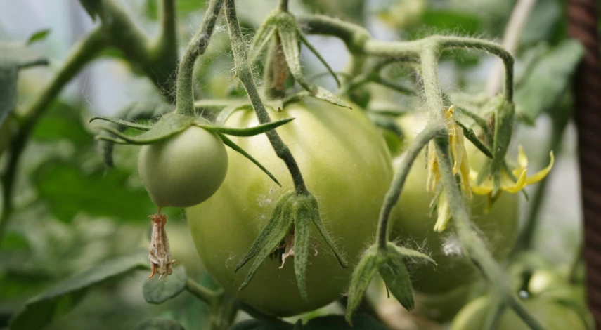 борная кислота для помидоров в теплице