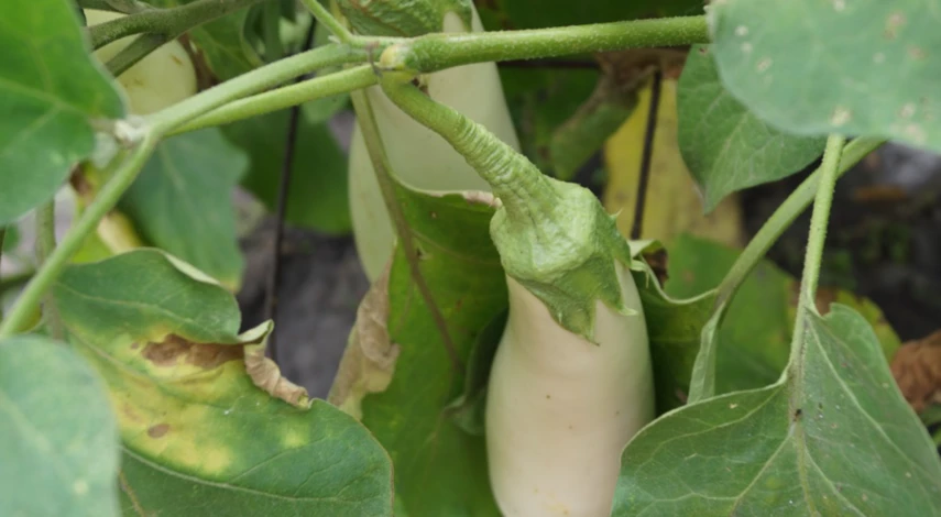 Сбор урожая в сентябре