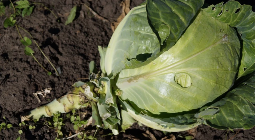 Когда убирать капусту в сентябре