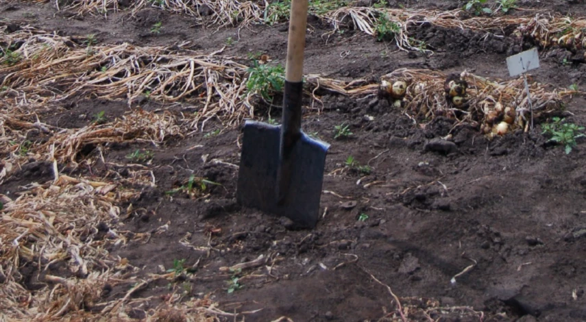 Выкопка картошки в сентябре