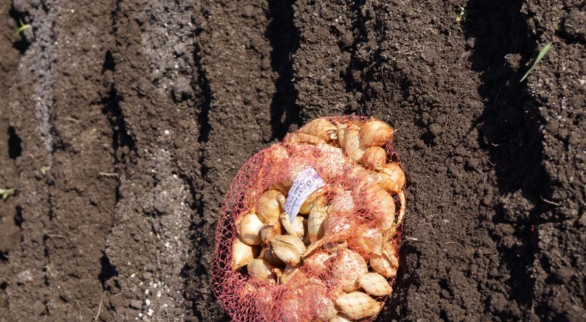 Что посадить в сентябре