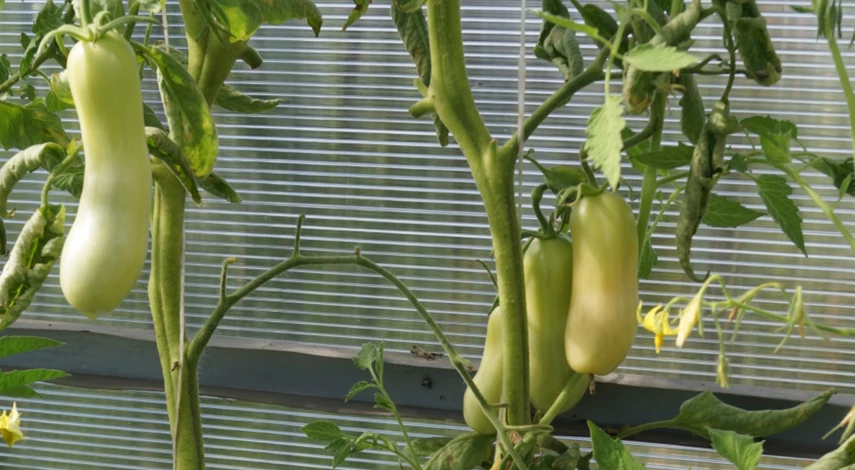 Сбор томатов в сентябре