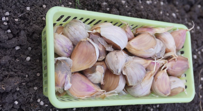 Посадка чеснока в сентябре