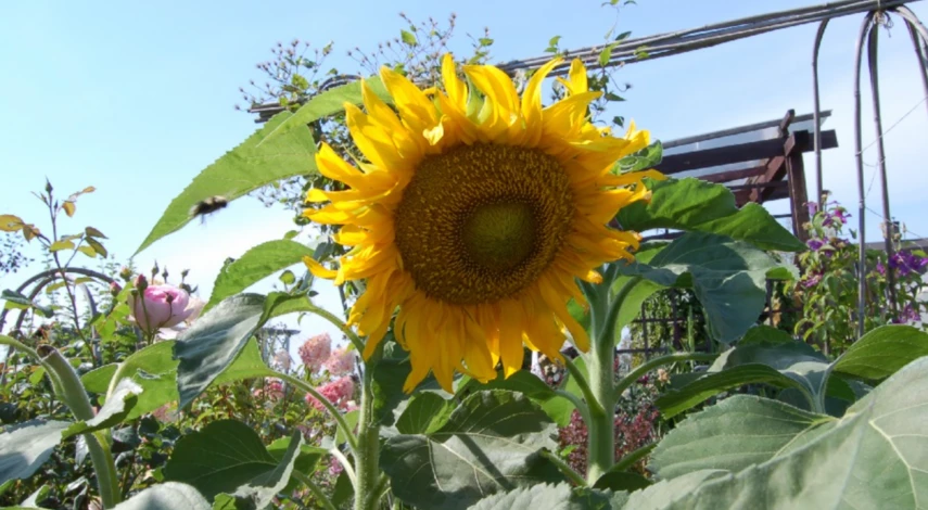 Сентябрь на даче