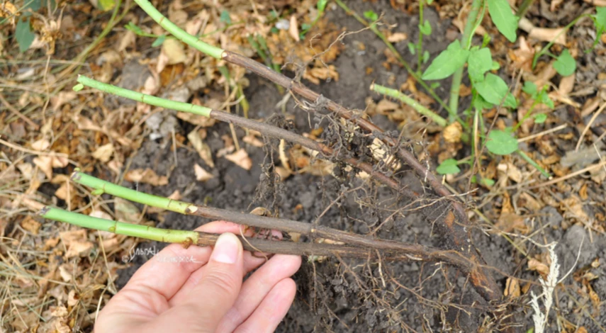 Пересадка розы