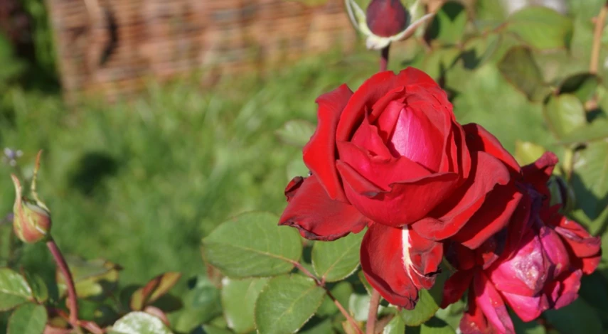 Сроки пересадки роз осенью