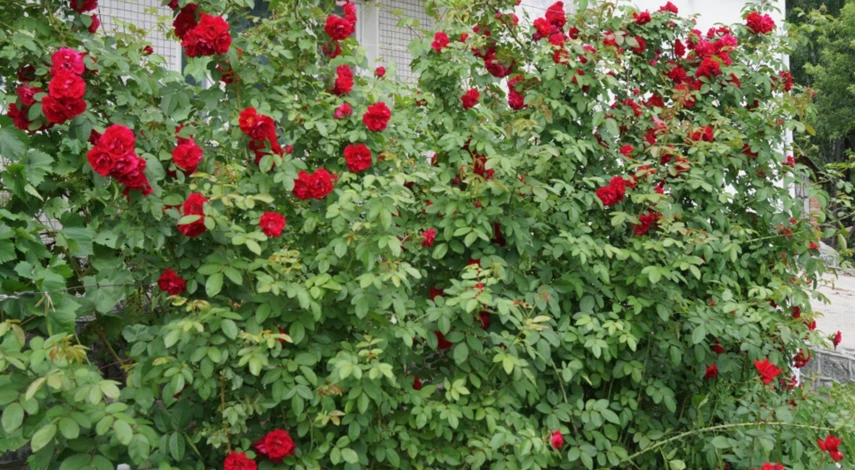 Календарь пересадки роз