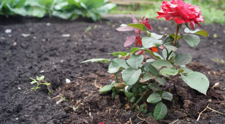 Уход за розой после пересадки