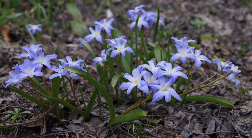цветник в сентябре