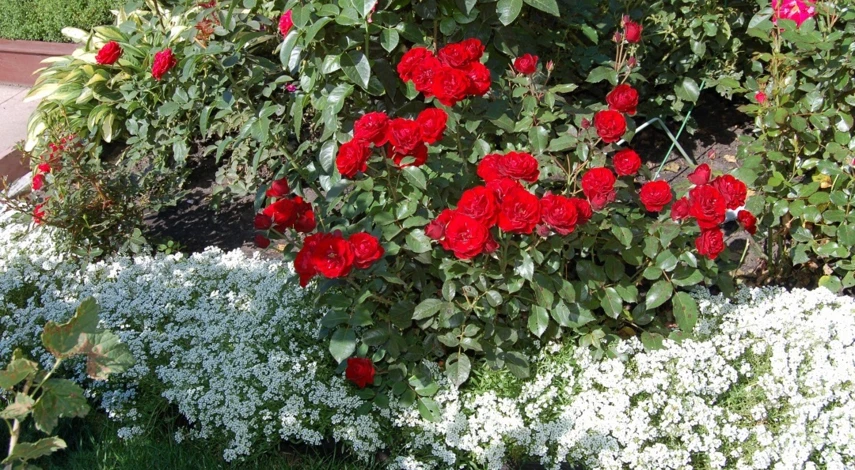 что делать в цветнике в сентябре