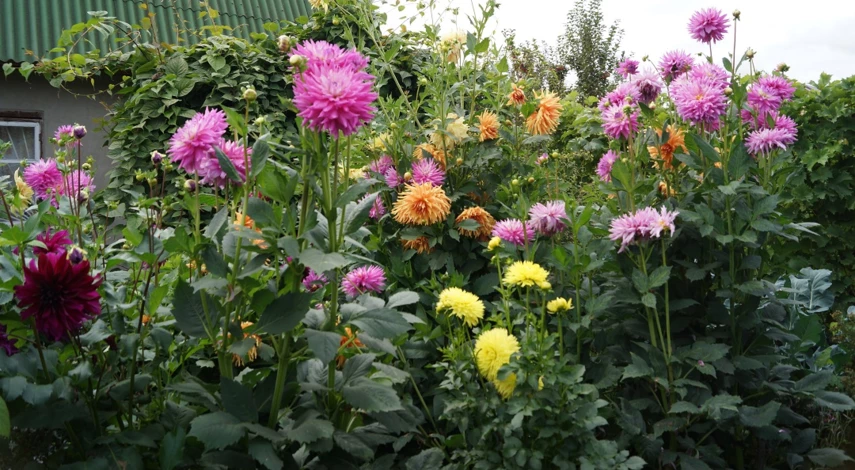 какие цветы в сентябре цветут