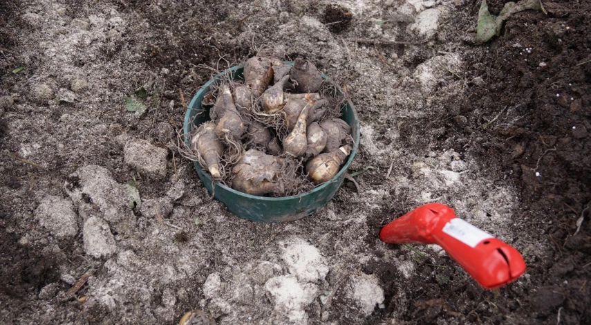 какие цветы посадить в сентябре