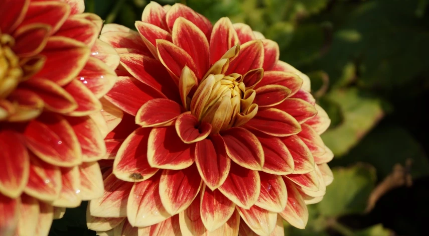 букет на 1 сентября из георгинов