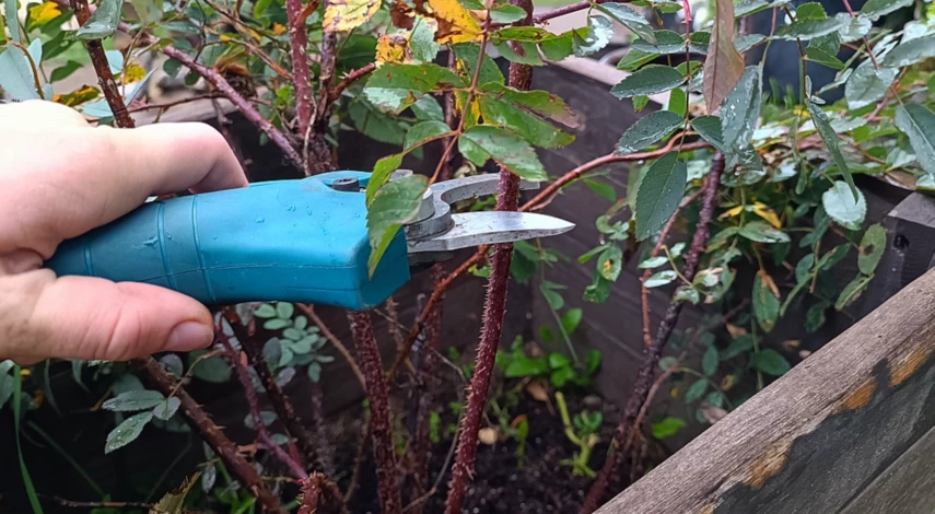 Уход за розой после пересадки