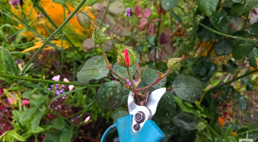 Пересадка роз летом