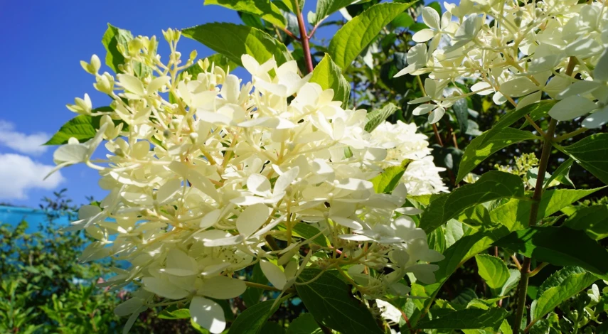 букет из гортензии первокласснику