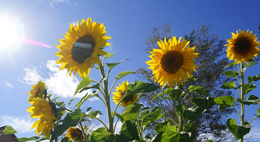букет из подсолнуха на первое сентября