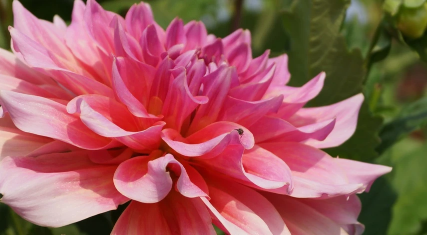 Как собрать букет для первоклашки