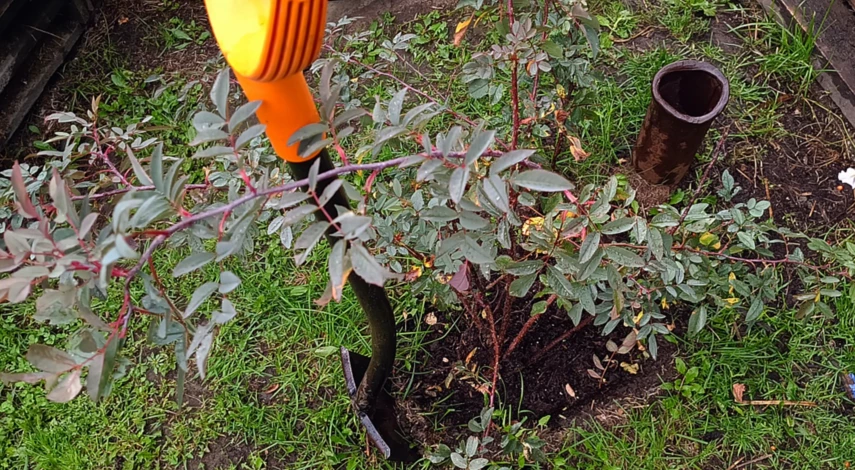 Выкопка розы для пересадки