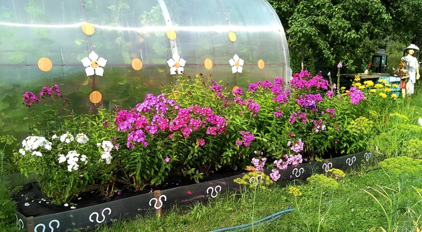 флоксы посадка и уход