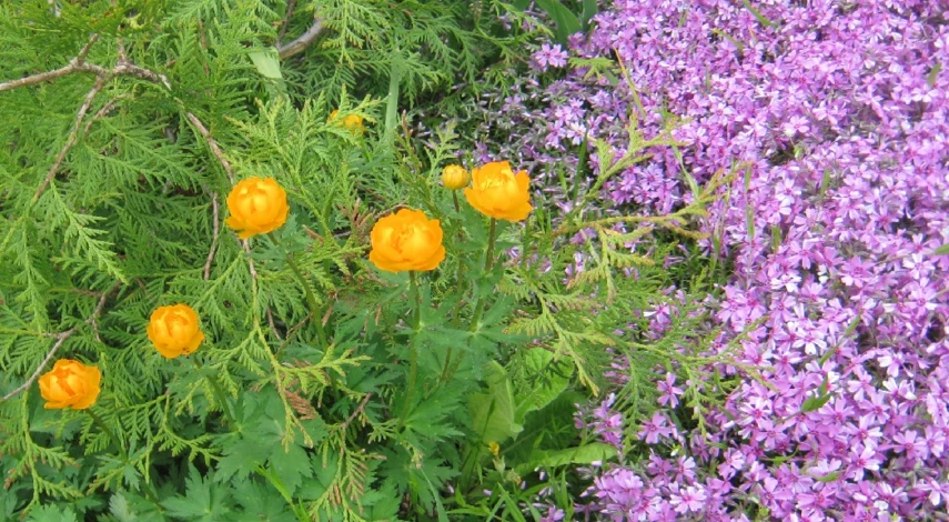 флоксы многолетние выращивание