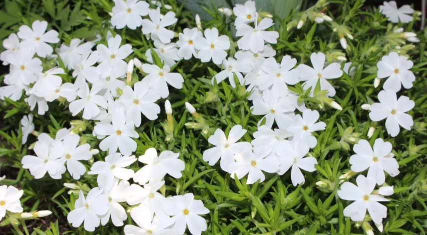 флокс шиловидный выращивание