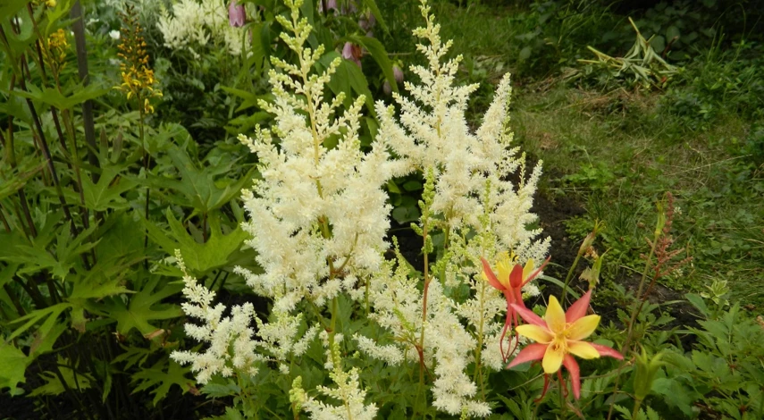 цветы любящие кислую почву